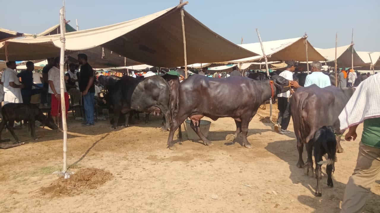 अयाल्की पशु मेले में बिक्री के लिए पहुंचे पशु। संवाद