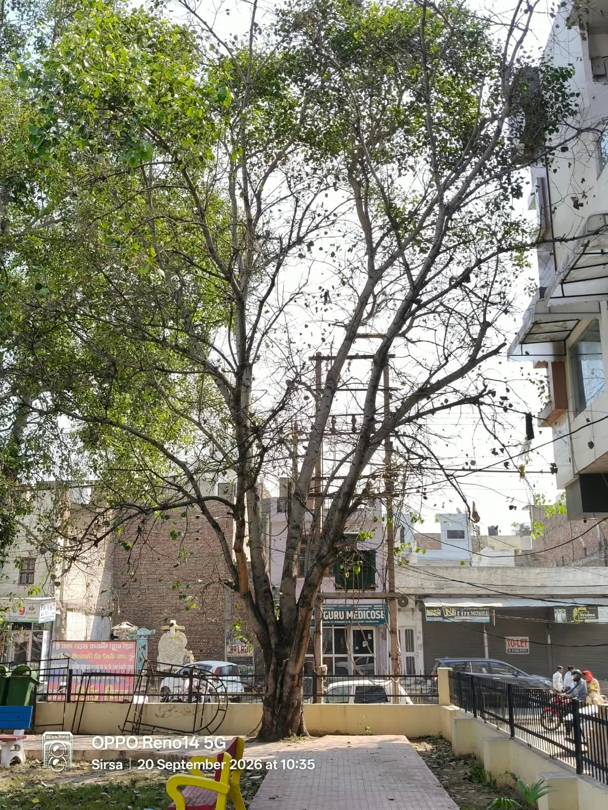 white fly on old pipal tree