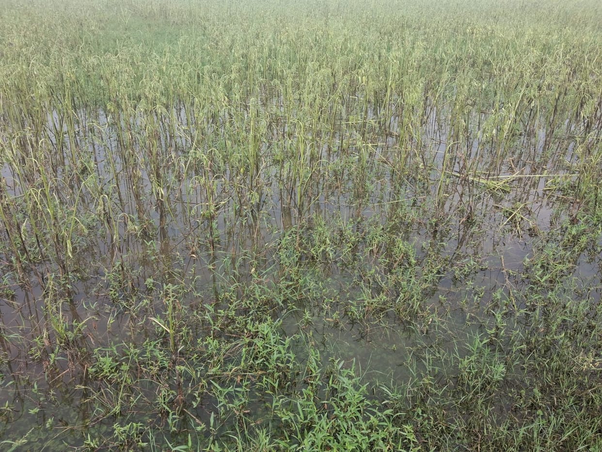 Sesame crops ruined by excessive rainfall; survey awaited.