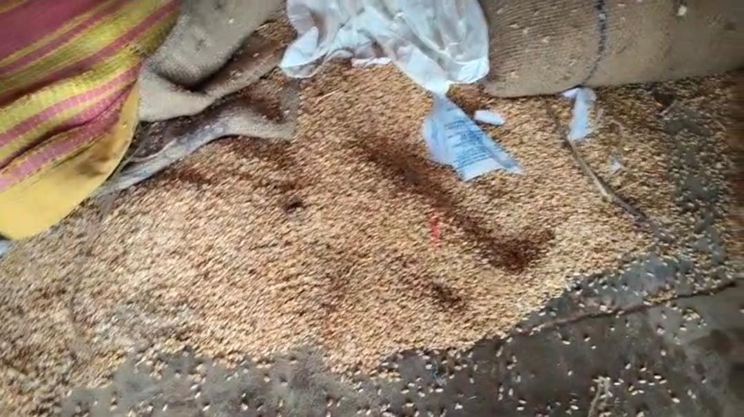 Rotten wheat in rations for the poor; video goes viral.