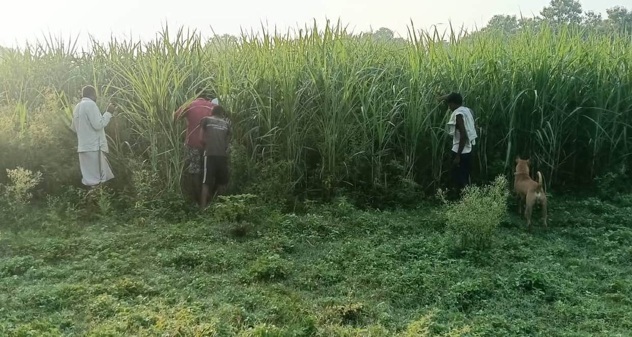 Leopard snatches goat tethered near house, enters sugarcane field.