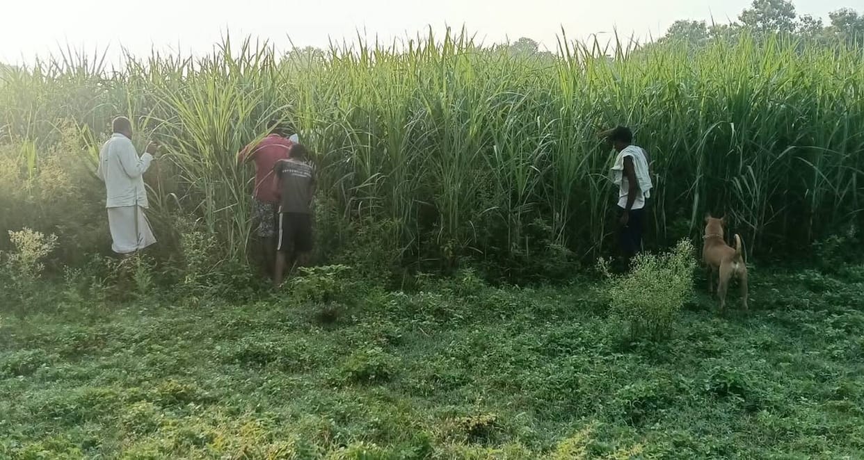 Leopard snatches goat tethered near house, enters sugarcane field.