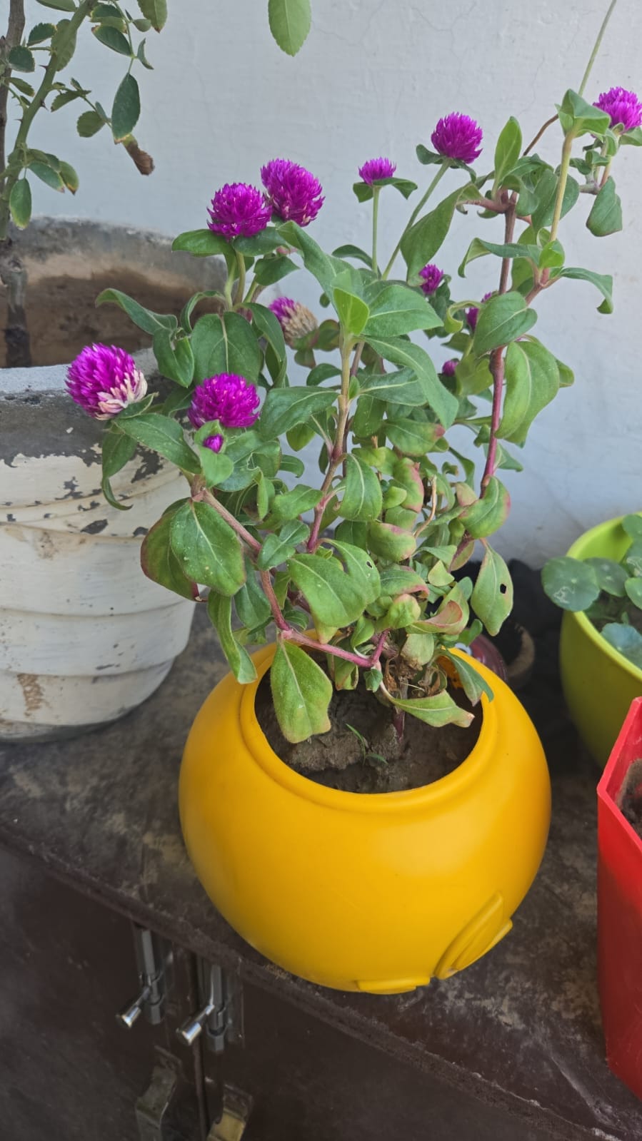 घर पर उगे पौधे