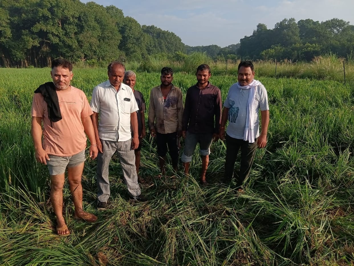 Elephants changed their route again, wreaking havoc in the fields