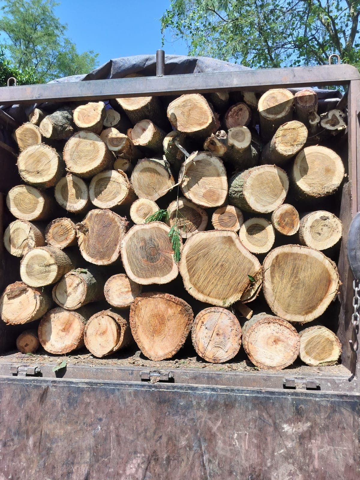 The Forest Department seized four timber-laden trailers in Nadaun.