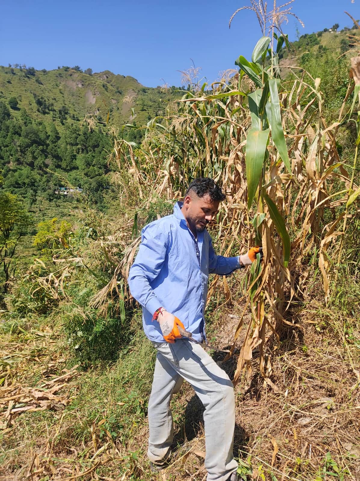 Farmers busy harvesting maize; fields bustling with activity.