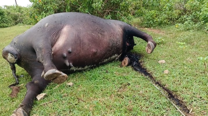 Buffalo electrocuted after 11,000-volt line snapped.