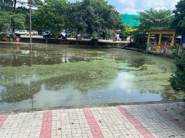 Ponds overrun by algae; victims of neglect