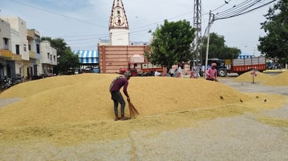 नई अनाजमंडी में धान की सफाई करते श्रमिक। संवाद