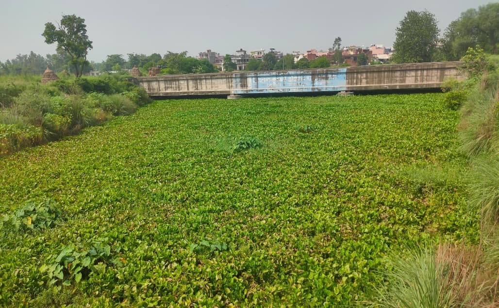 Krishna River's flow obstructed by water hyacinth; fields waterlogged.