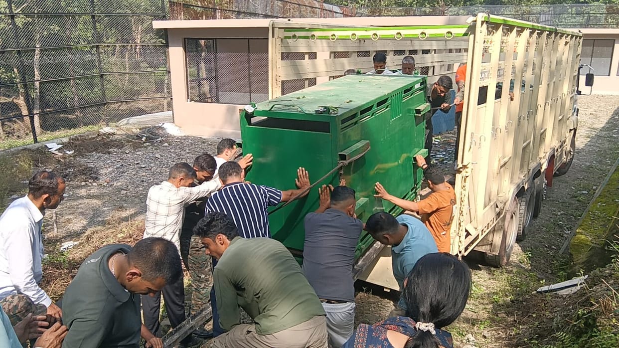 tigers in renuka ji