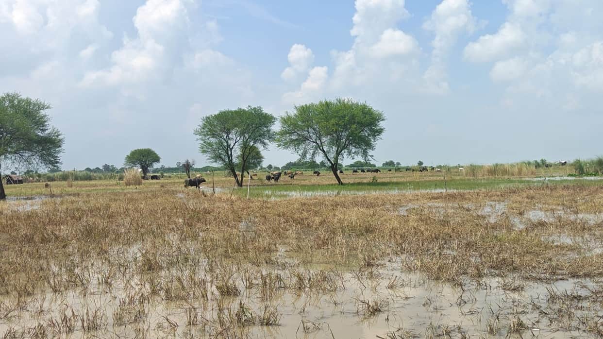 Devastation became visible as floodwaters receded; 58 bighas of pointed gourd crops were destroyed.