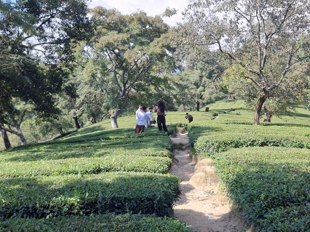 Tea gardens emerge as a new tourist attraction after the stadium.