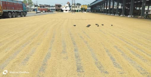Paddy arrivals pick up in the market; farmers await government procurement.