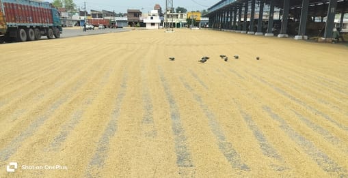 Paddy arrivals pick up in the market; farmers await government procurement.