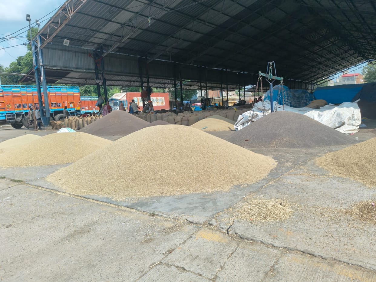 Arrival of 25,000 quintals of pearl millet in the grain market; prices expected to rise.