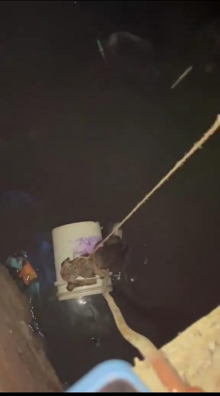 Rescue of a puppy from an open drain