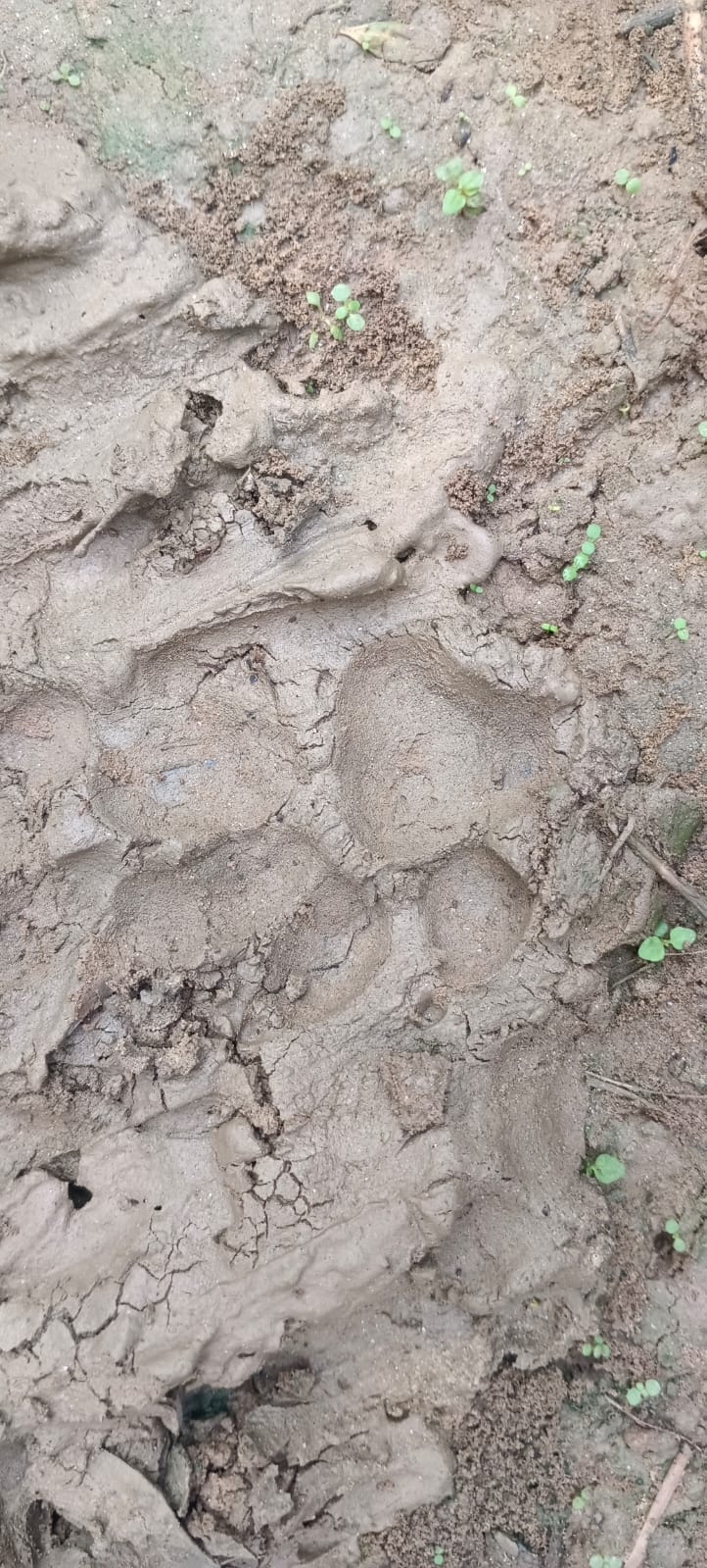 जंगली जानवर के मिले पगचिह्न। -संवाद