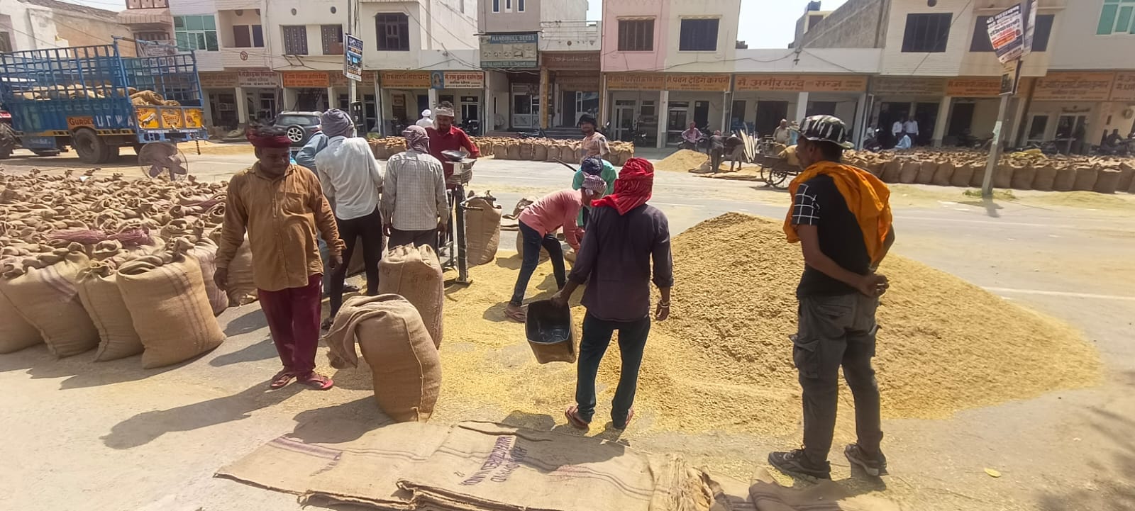 कैथल में धान की तुलाई करते हुए मजदूर। संवाद