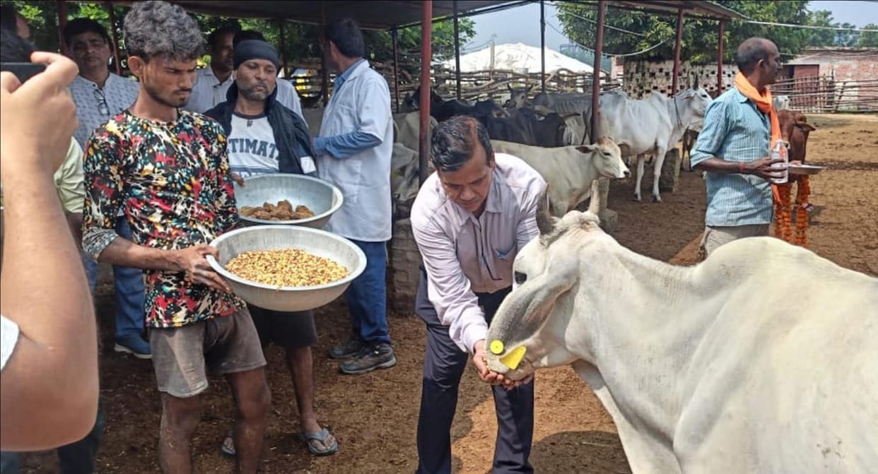 The Director of Animal Husbandry issued instructions regarding cleanliness at cattle shelters.