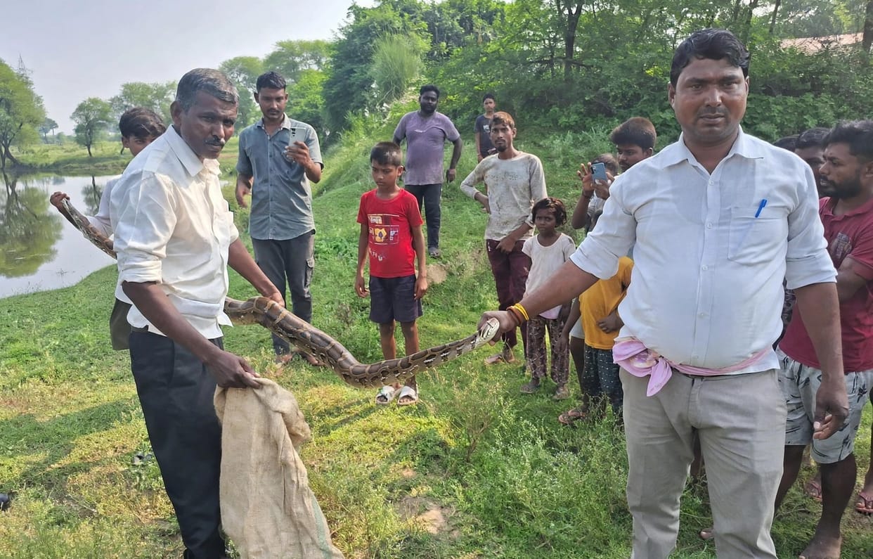 12-foot-long python caught in fishermen's net