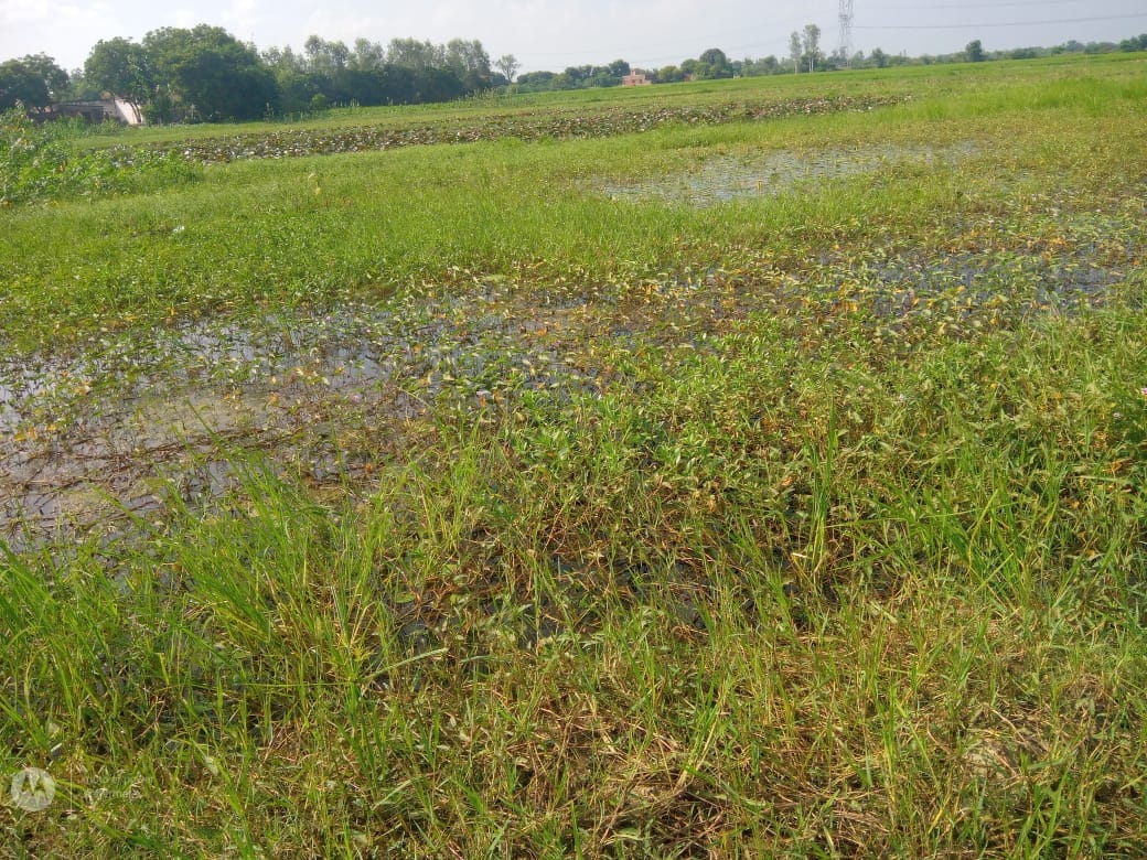 Farmers' paddy crop spanning 1,500 bighas submerged