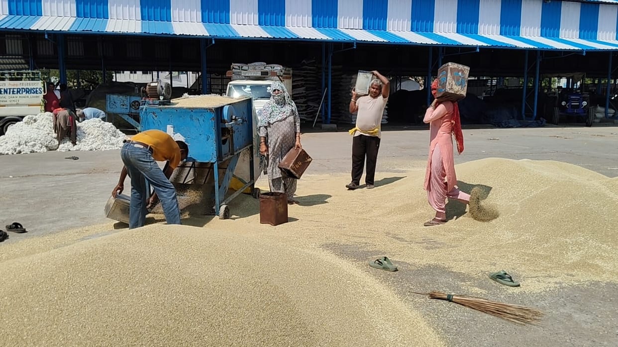 Market prices dashed hopes raised by the bumper pearl millet harvest.