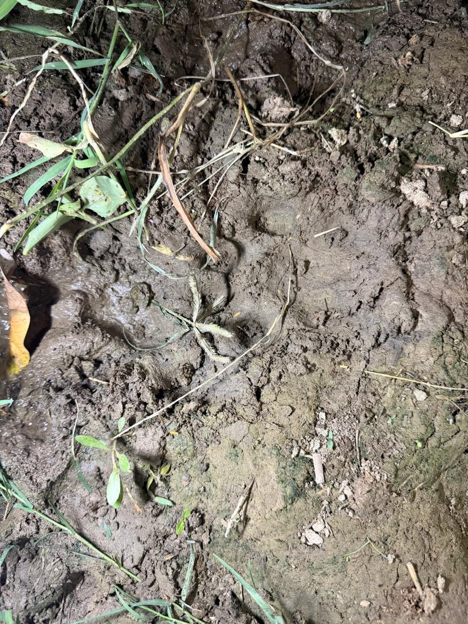 Leopard pugmarks found in Katwarupur village