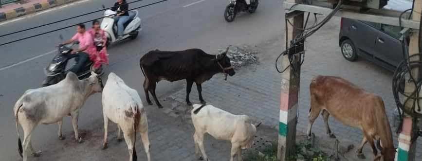 फतेहाबाद के हिसार रोड पर पशुओं के झुंड में से गुजरते हुए वाहन चालक संवाद
