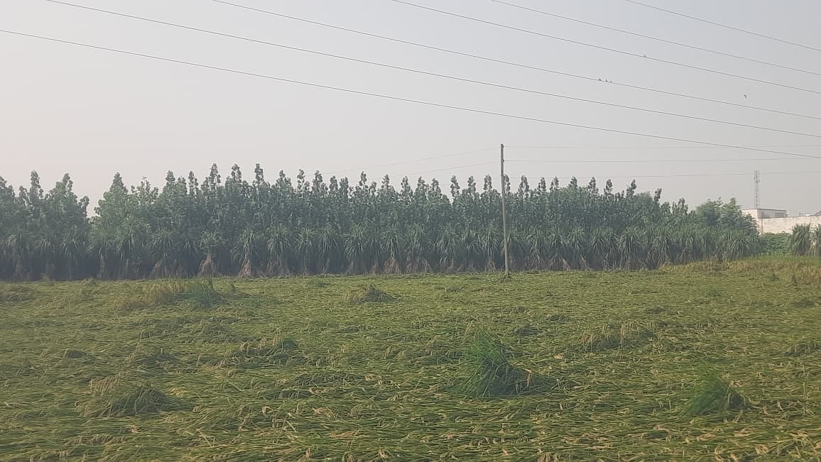 Farmers are earning additional income from Poplar cultivation