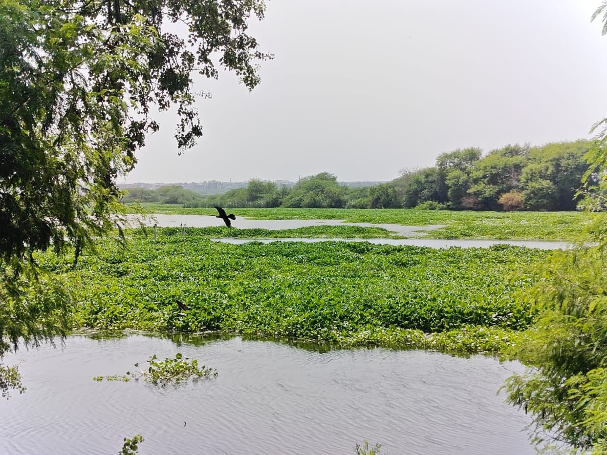 Water hyacinth becomes a lifeline for birds at Okhla Bird Sanctuary.