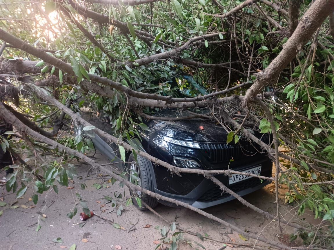 A tree fell on the old Dhampur toll plaza, burying several vehicles.