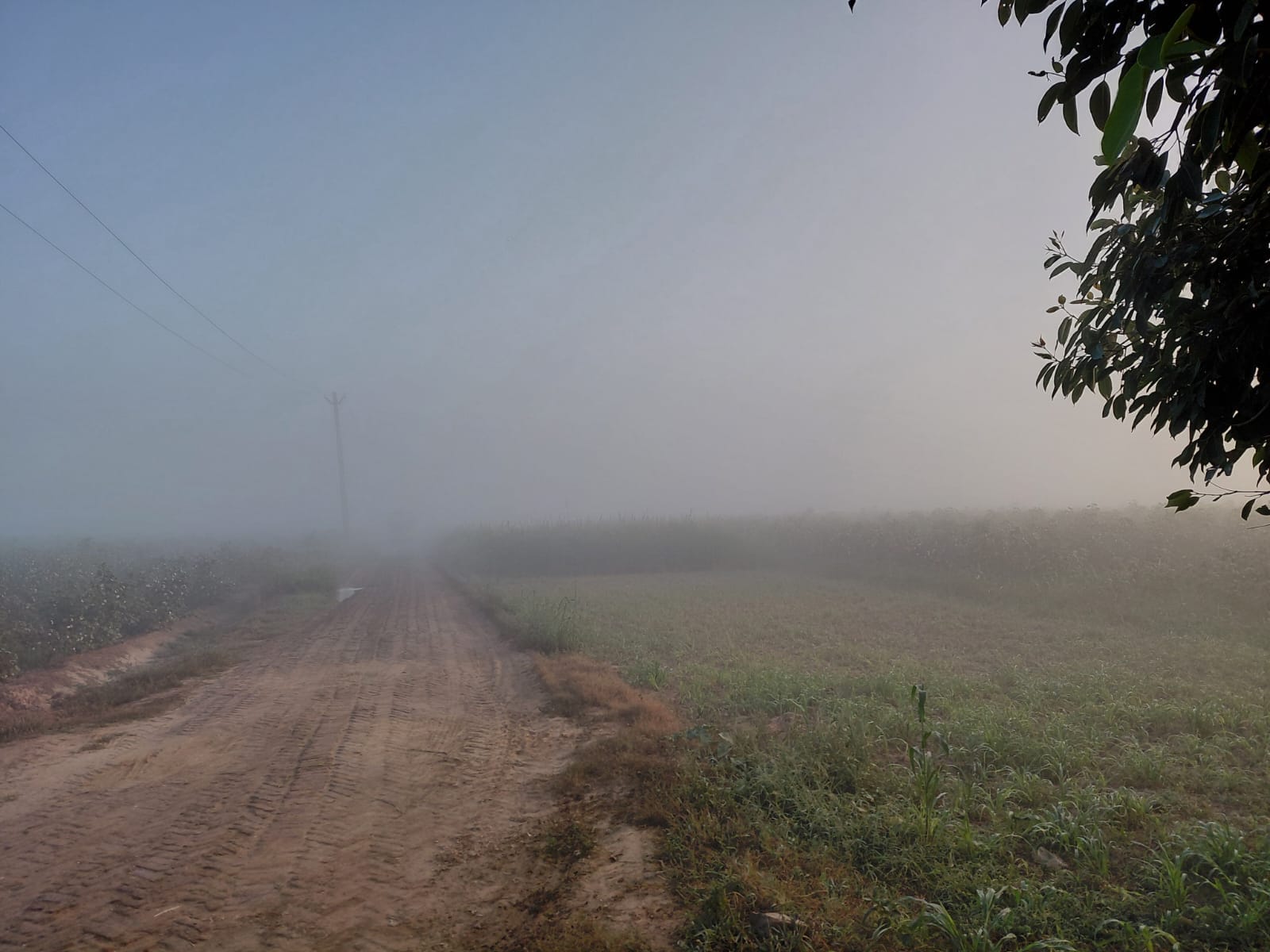  सुबह के समय शेरपुरा गांव के खेतों में छाई हल्की धुंध। संवाद