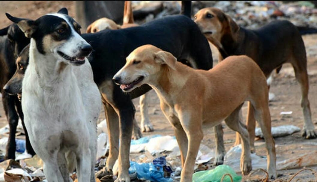 2.09 lakh anti-rabies doses administered in three years, but no dogs caught for sterilisation by civic bodies