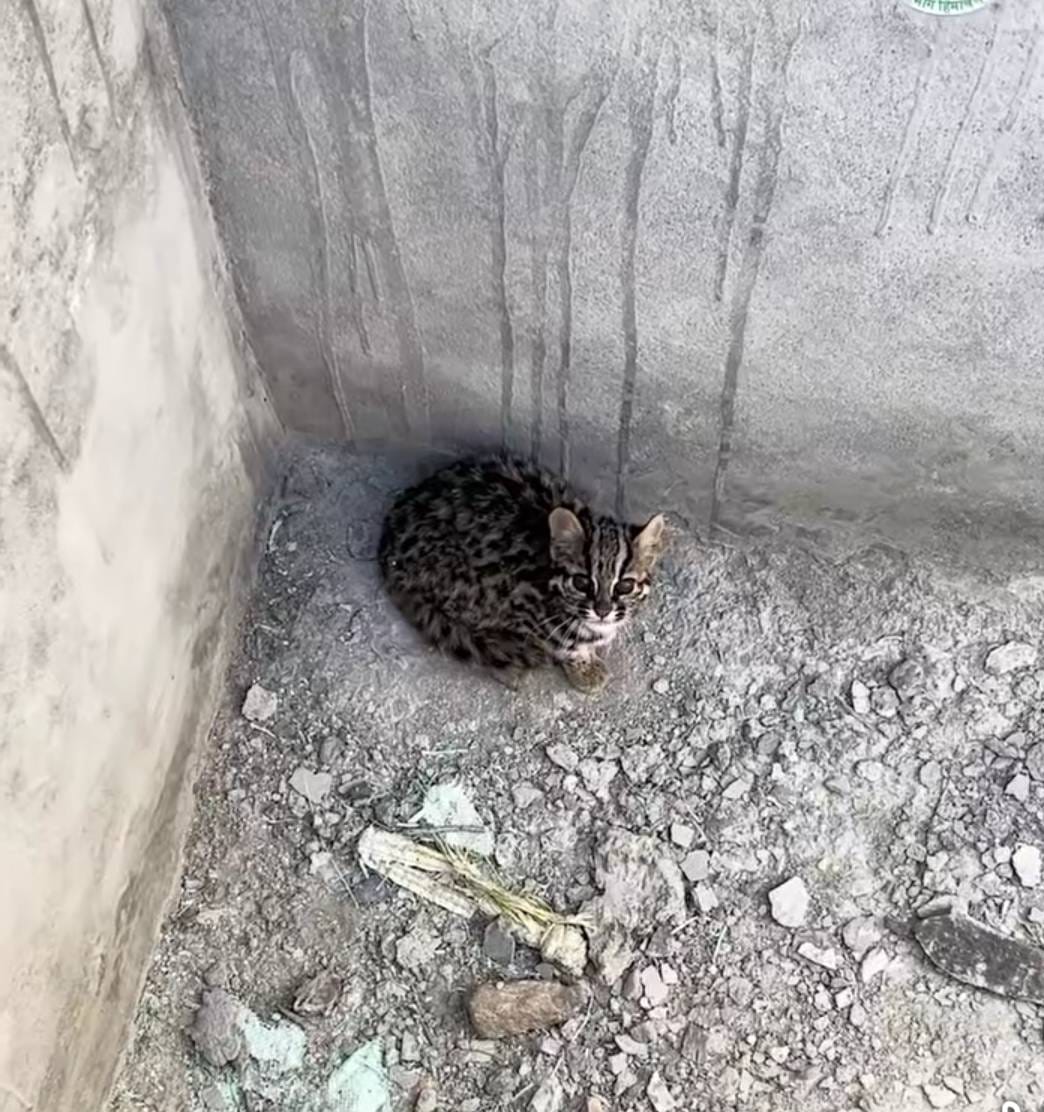 Rare leopard cat trapped in water tank; Forest Department carries out rescue.
