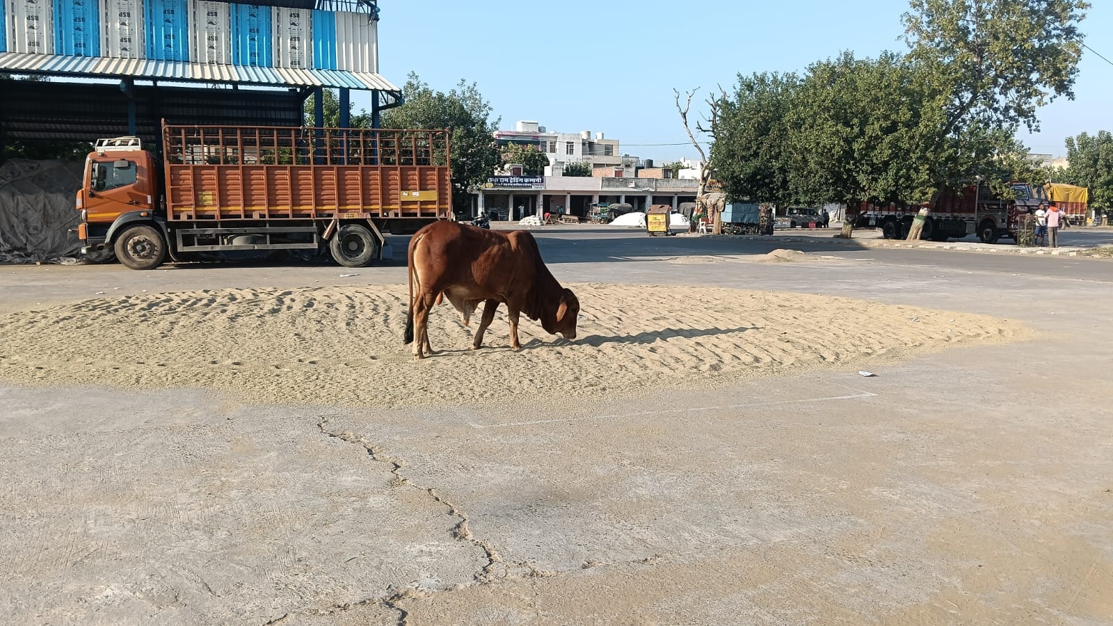 अनाज मंडी परिसर में सुखाई गई बाजरा की ढेरी में मुंह मारता पशु। 