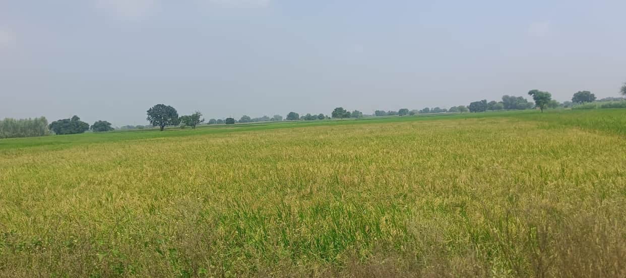 Rising temperatures and rain pose a threat to paddy and pearl millet crops.