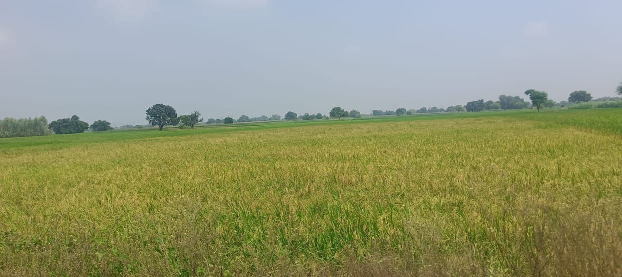 Rising temperatures and rain pose a threat to paddy and pearl millet crops.