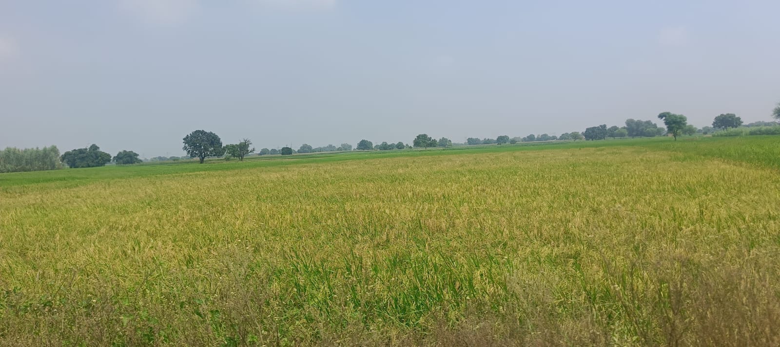 असजना में लहलहाती धान की फसल। संवाद