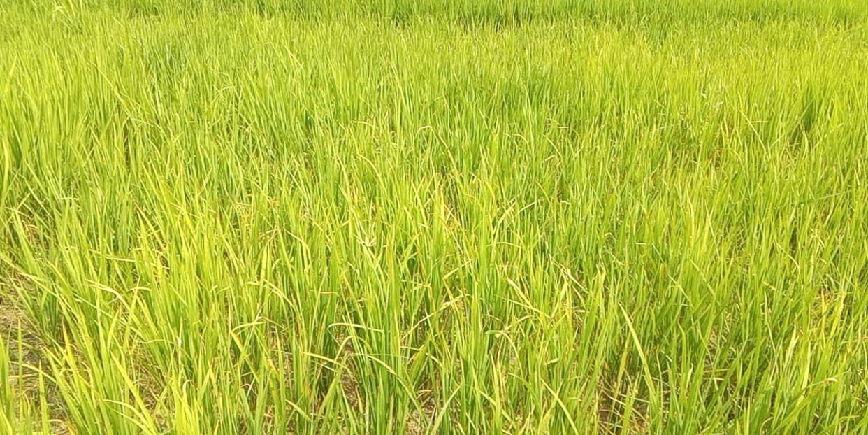 Pest infestation on paddy, yellowing leaves, crops at risk.
