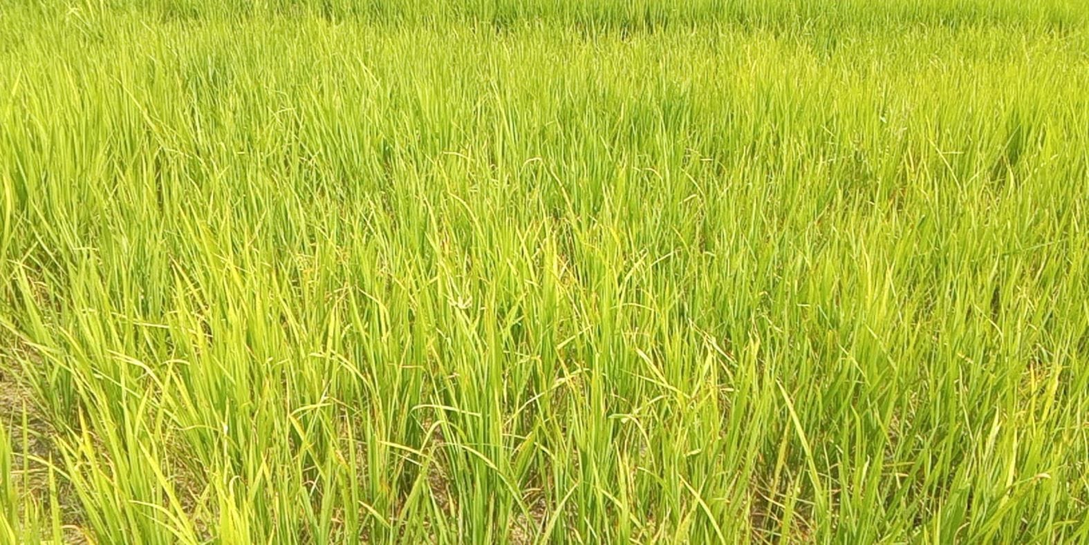  बल्दीराय क्षेत्र में धान की फसल में लगा रोग। संवाद