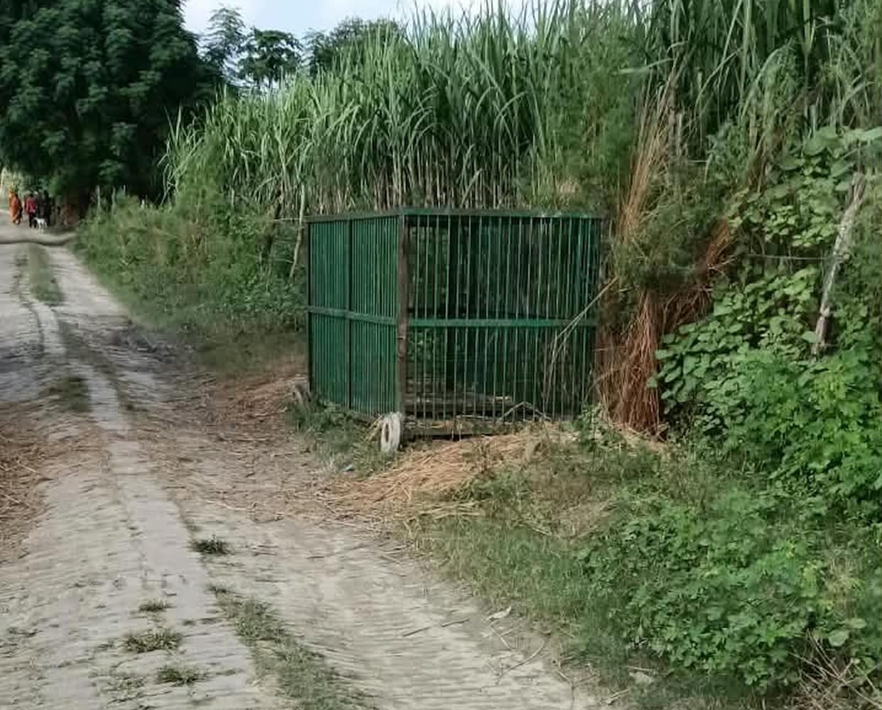 Leopard kills a goat in Mukhiya Farm village.