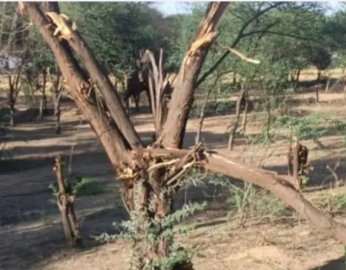 case on surpunch with 5 in tree cutting