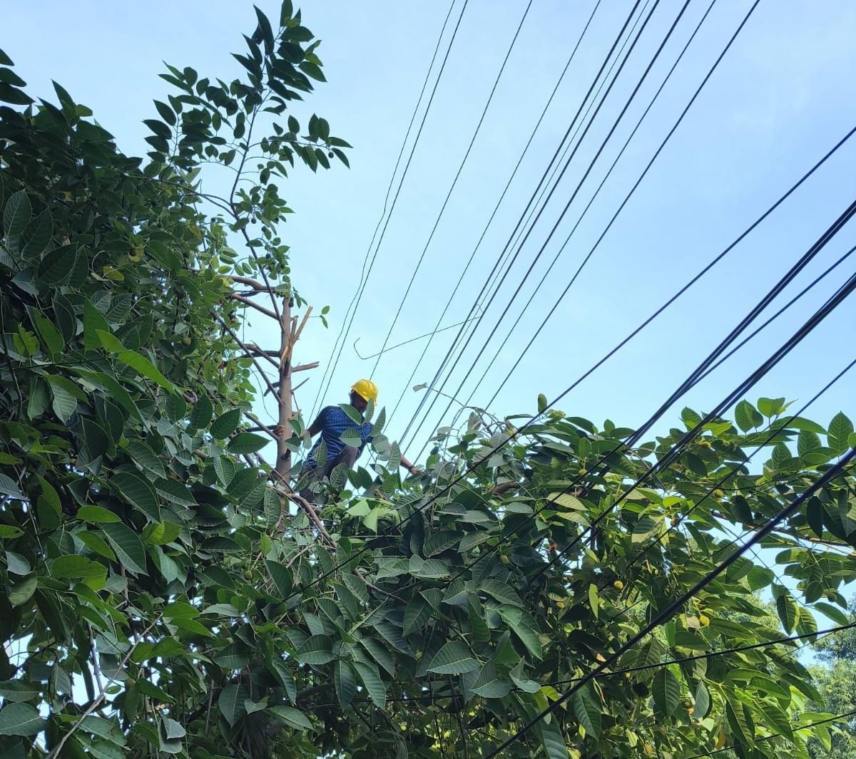 Line shifting and pruning turn into a nightmare; storm compounds woes for city residents.