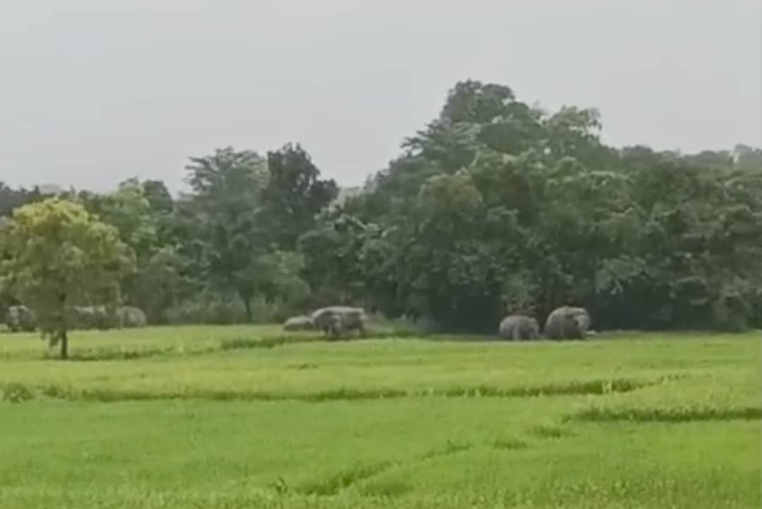 Elephant terror in Badu village: crops trampled, panic among villagers.