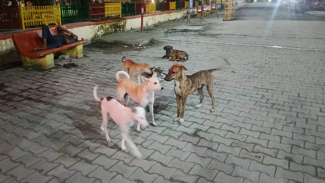 Dogs are becoming a growing menace, biting 110,000 people in three years, yet authorities haven't carried out a single sterilization.
