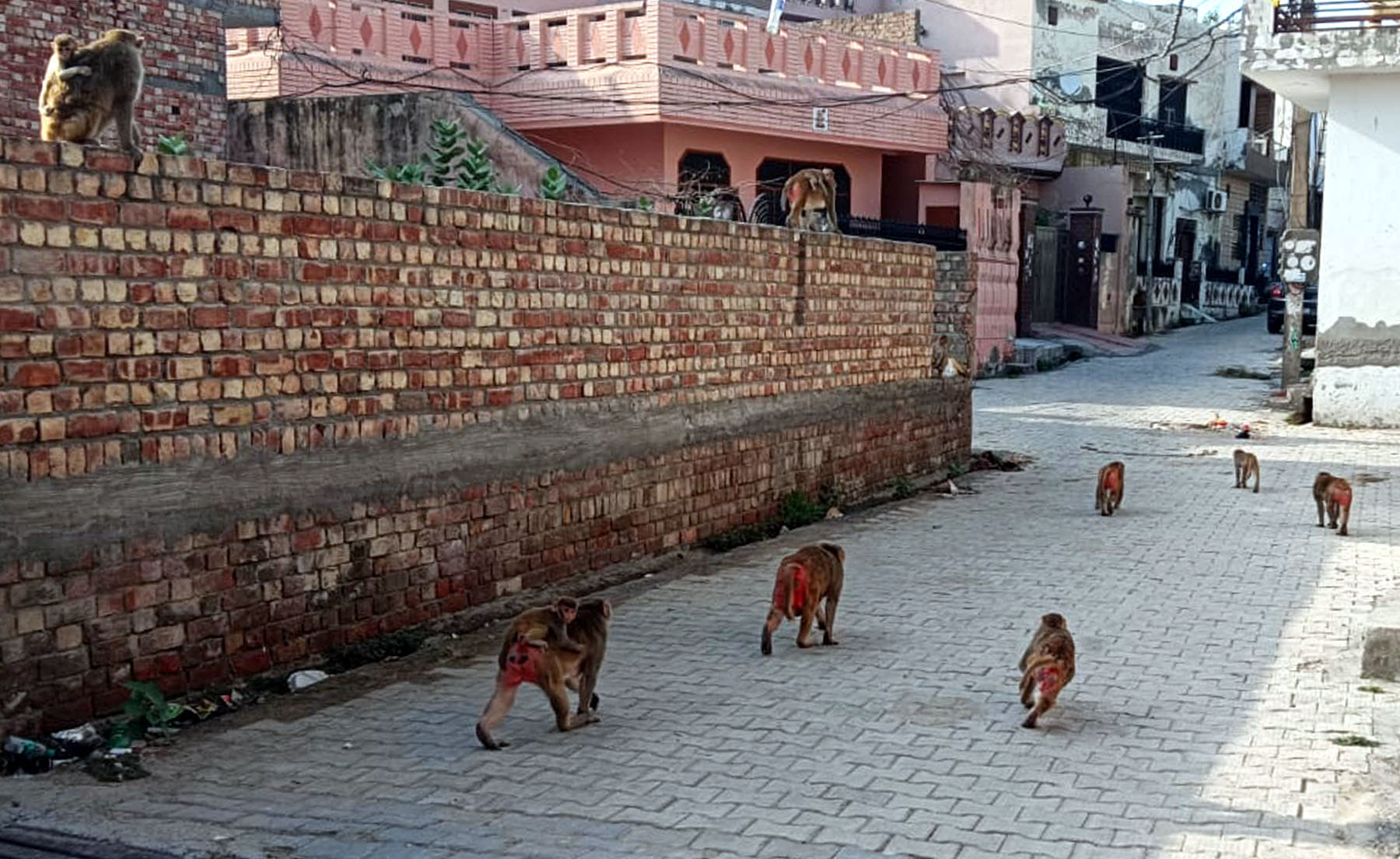 कपिल मुनि मंदिर के आसपास बंदरों का भारी जमावड़ा। संवाद