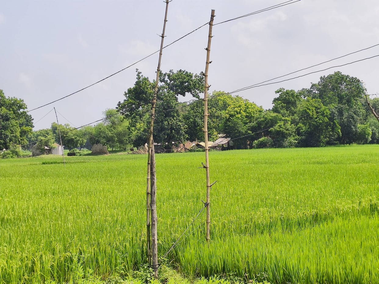 Electricity supply being maintained with the help of bamboo poles