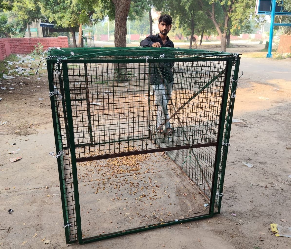 Agency has cages placed in the city to catch monkeys.