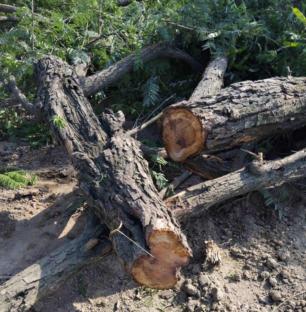 Khair tree cut from Panchayat land, villagers angry
